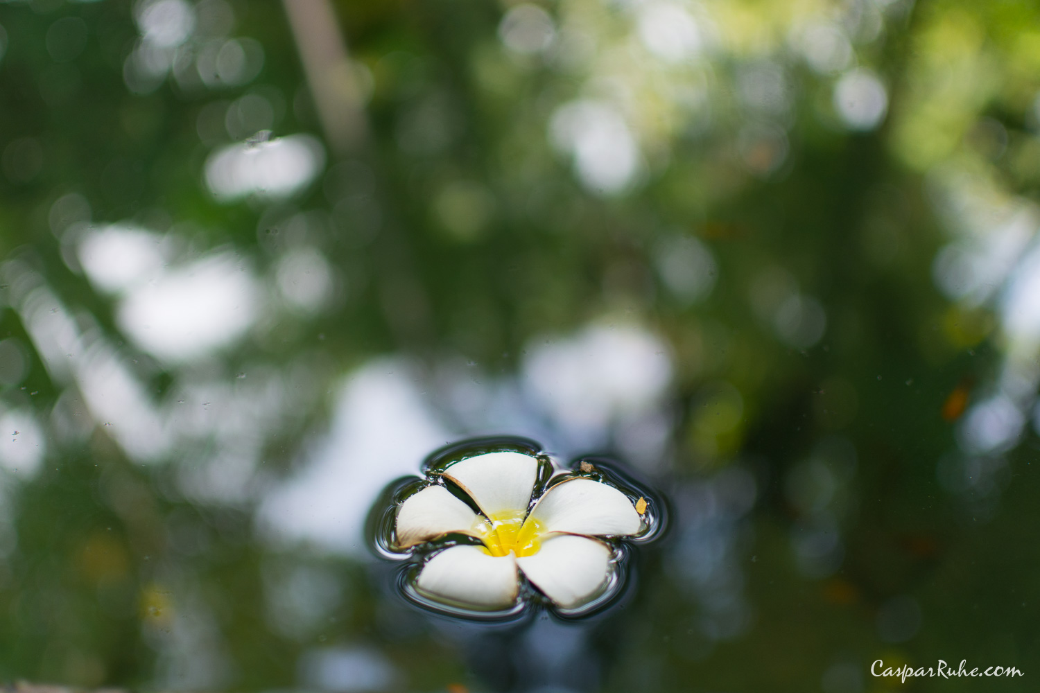 Floating Flower